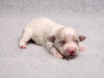 Bichon Havanais hvalpe Kennel Miki Nanoq